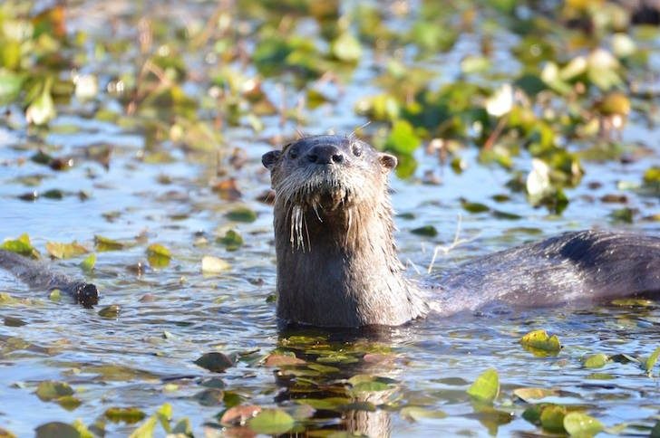 otter