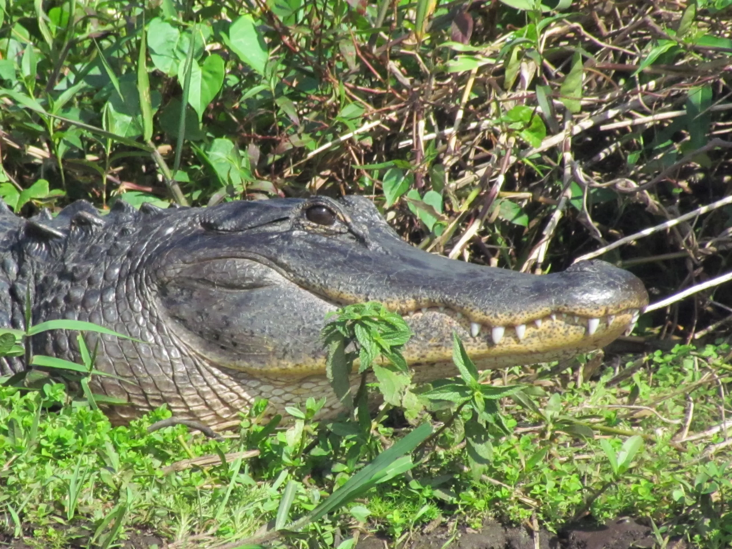 gator_head[1]