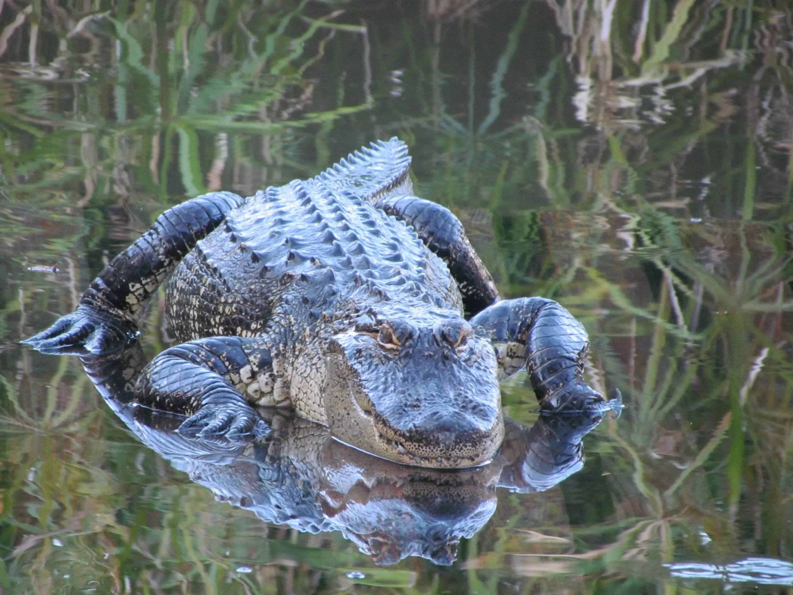 gator_on_glass_water[1]